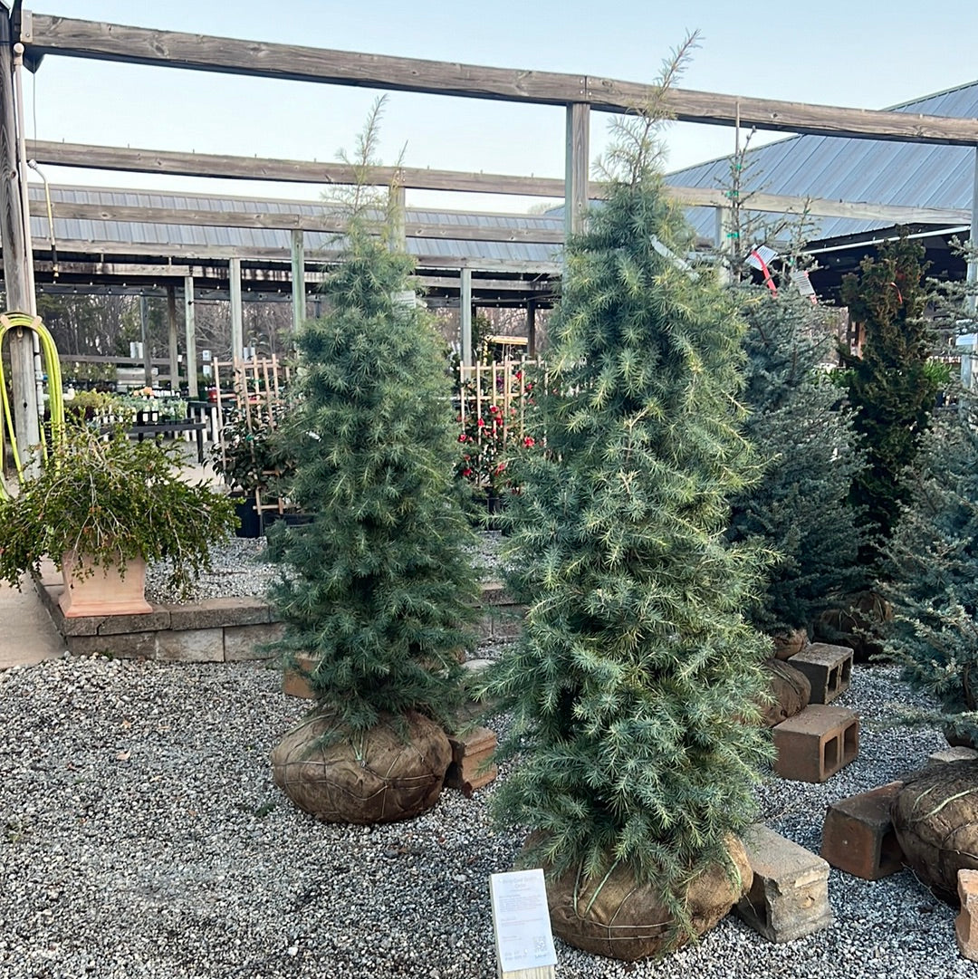 Deep Cove Deodar Cedar