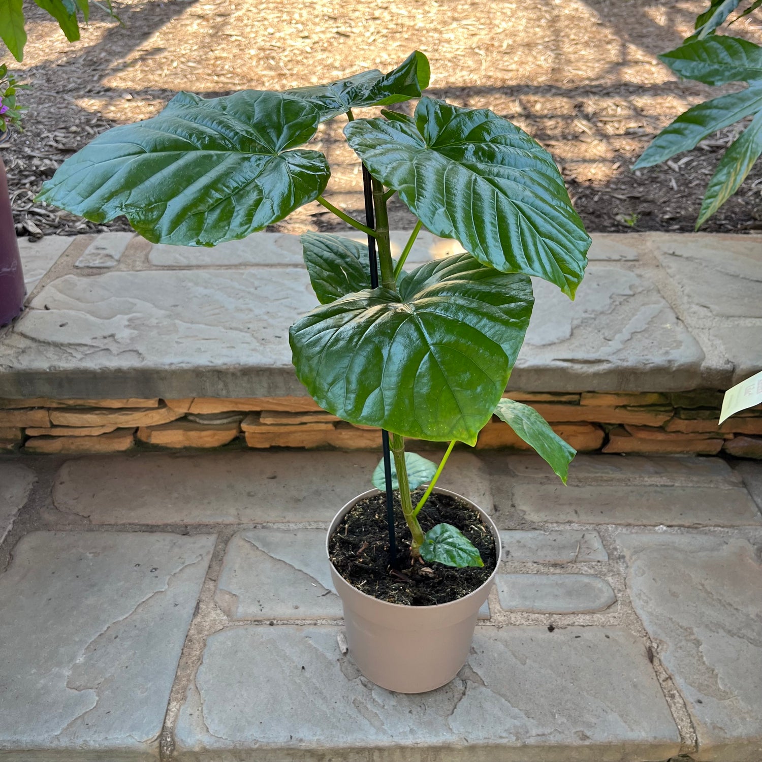 Ficus Umbellata