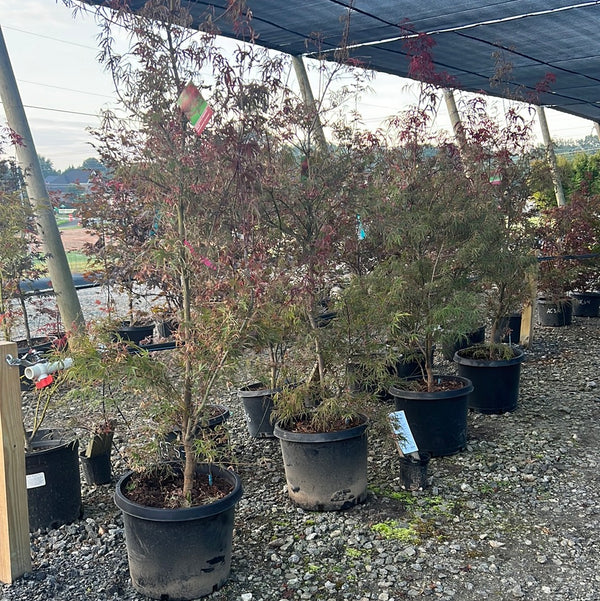 Ribbonleaf Japanese Maple 15 Gal