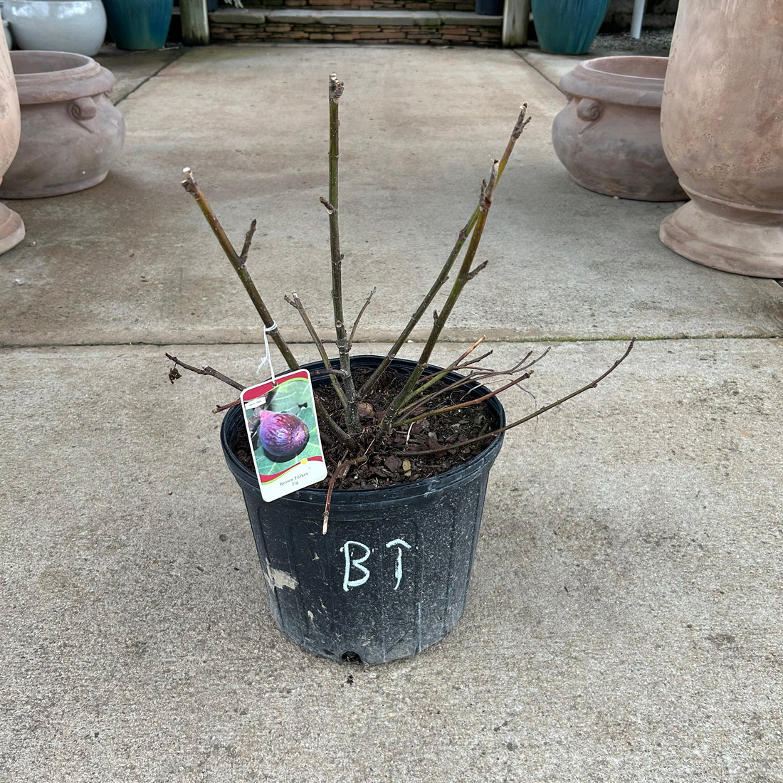Brown Turkey Fig 3 Gal