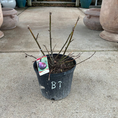 Brown Turkey Fig 3 Gal