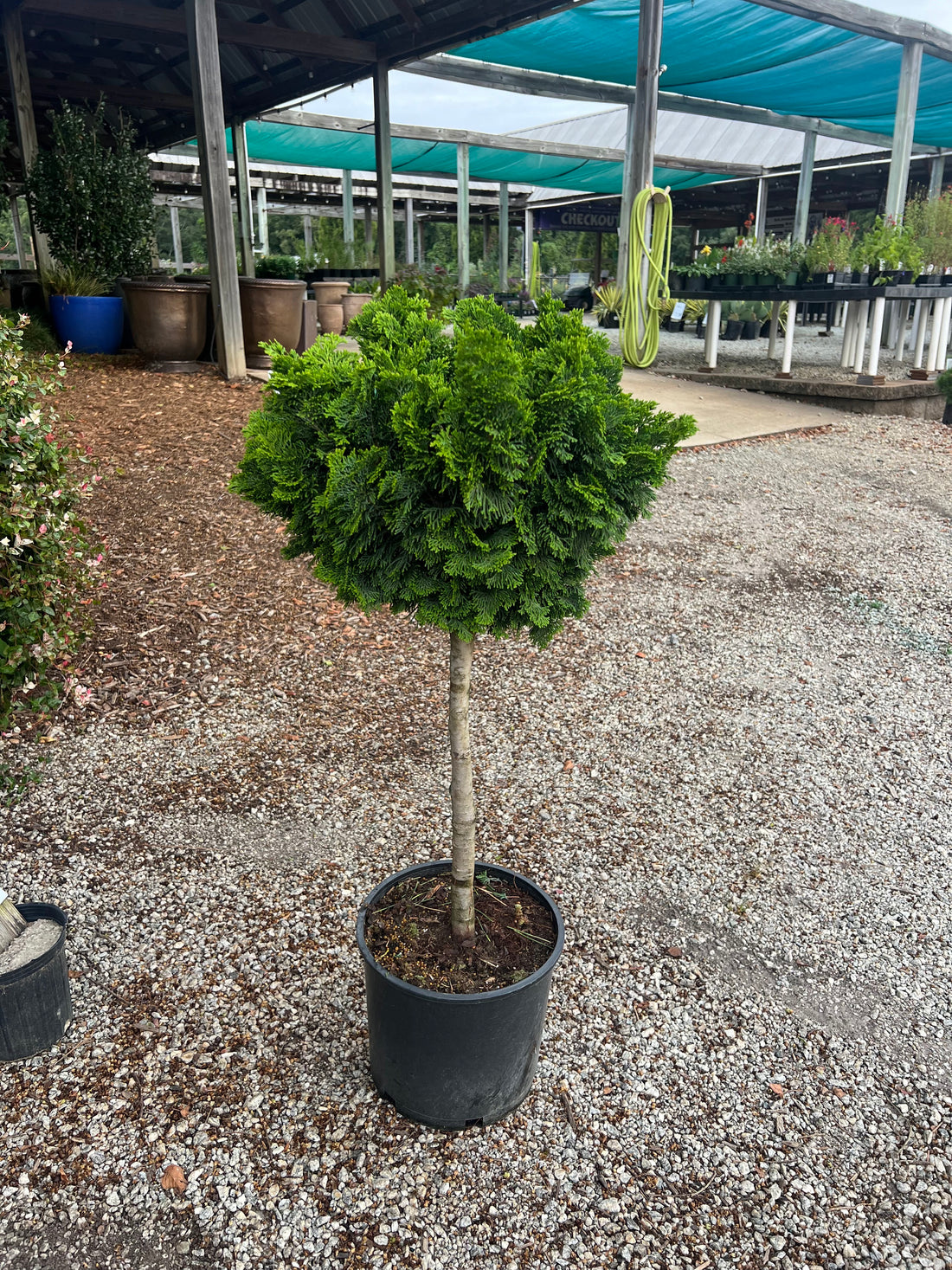 Nana Gracilis Hinoki Cypress Patio-tree