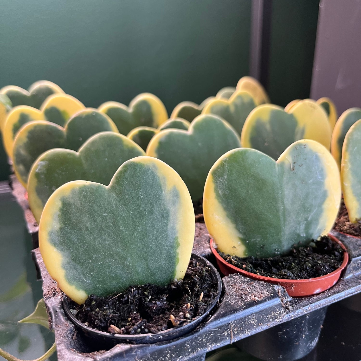 Variegated Hoya Kerri