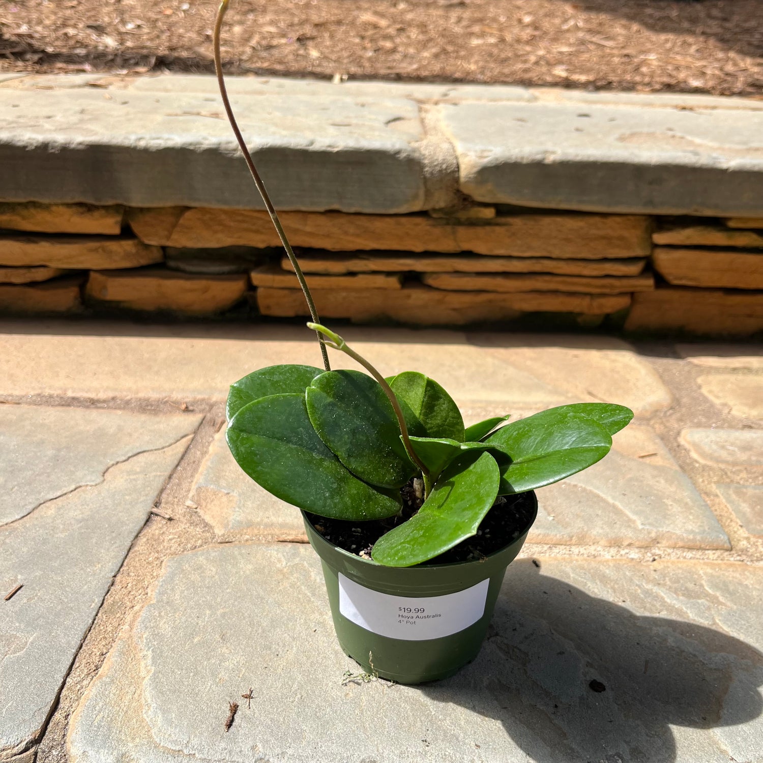 Hoya Australis