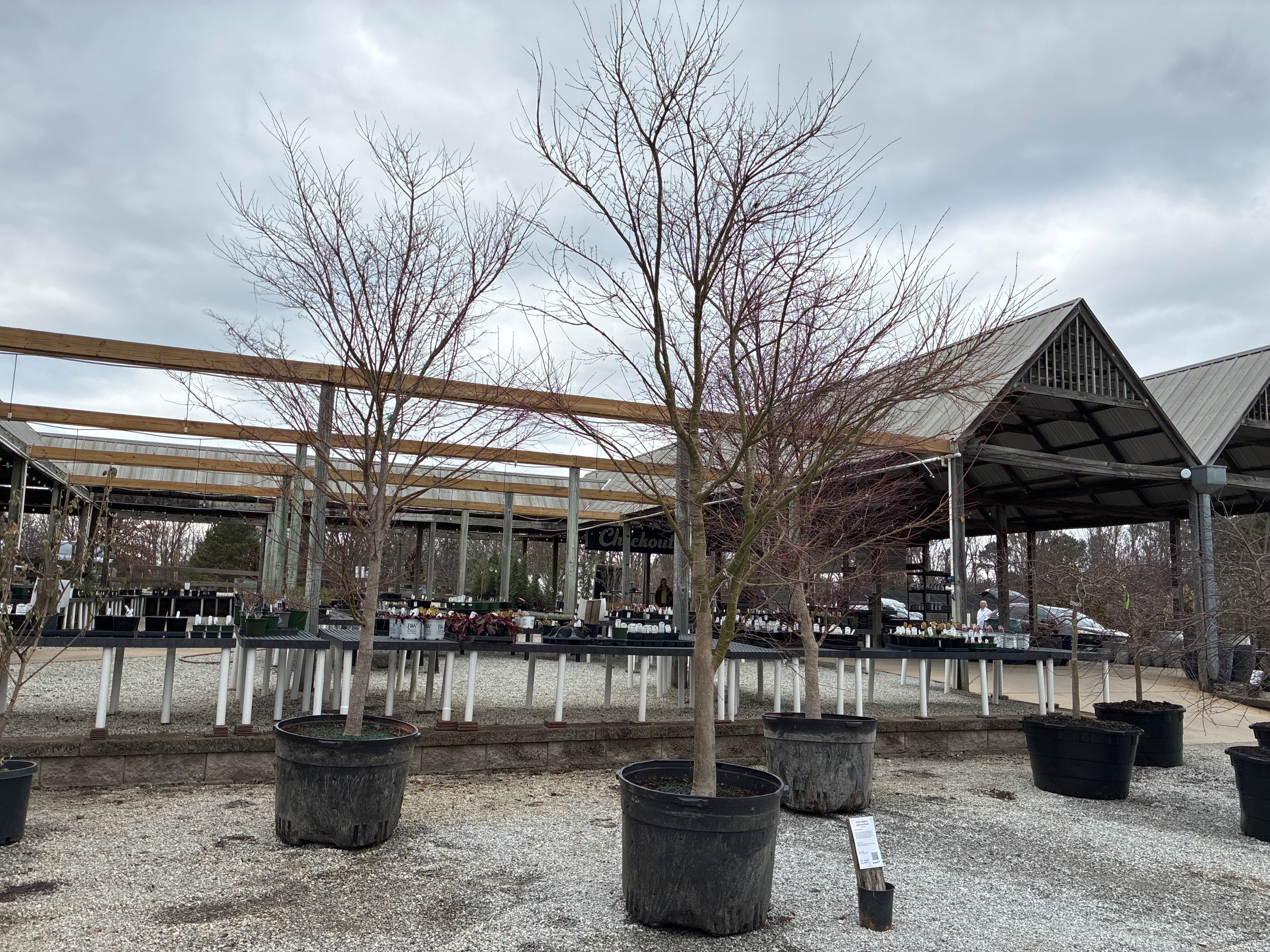 Green Seedling Japanese Maple