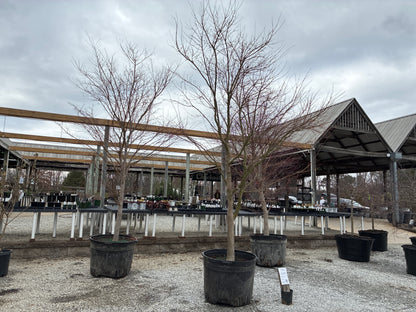 Green Seedling Japanese Maple