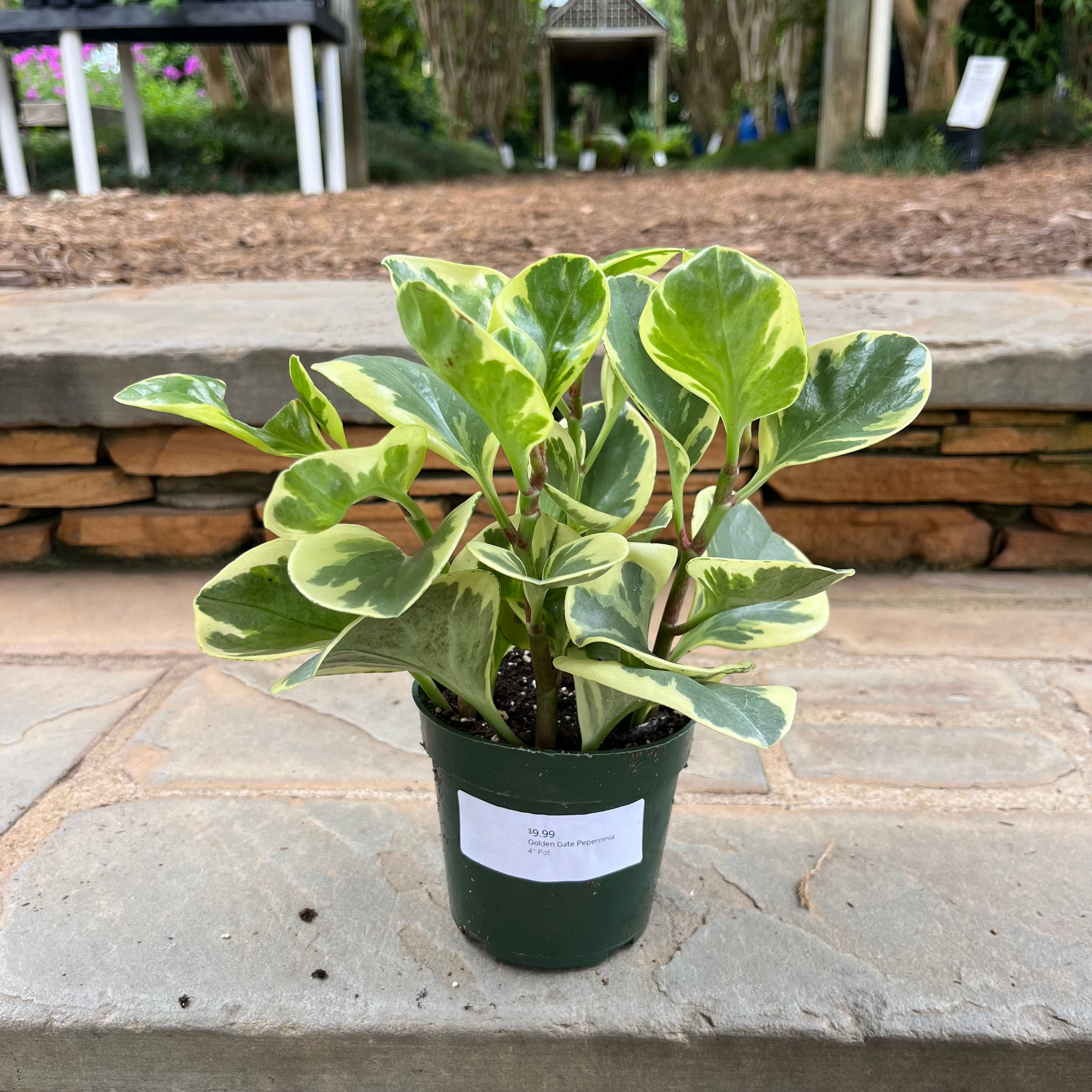 Golden Gate Peperomia