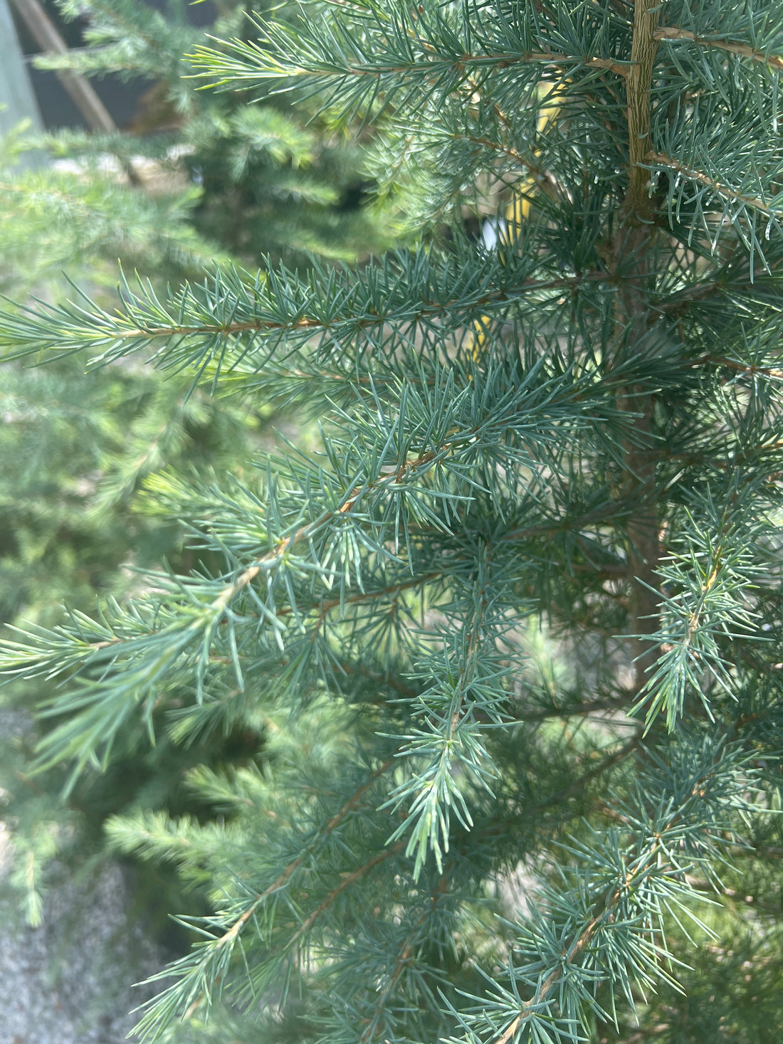 Bill’s Blue Deodar Cedar