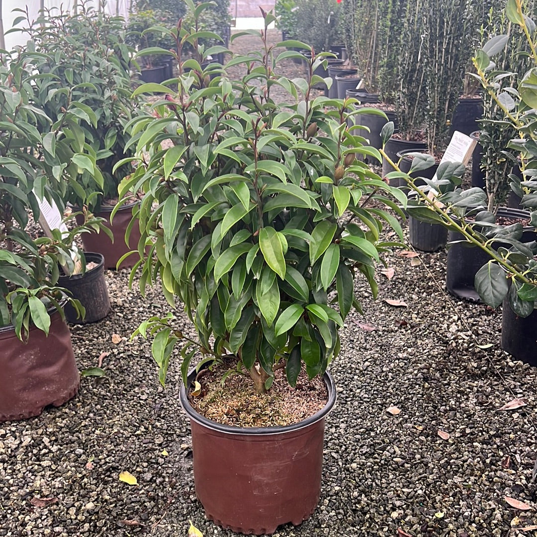 Stellar Ruby Magnolia 3 Gal