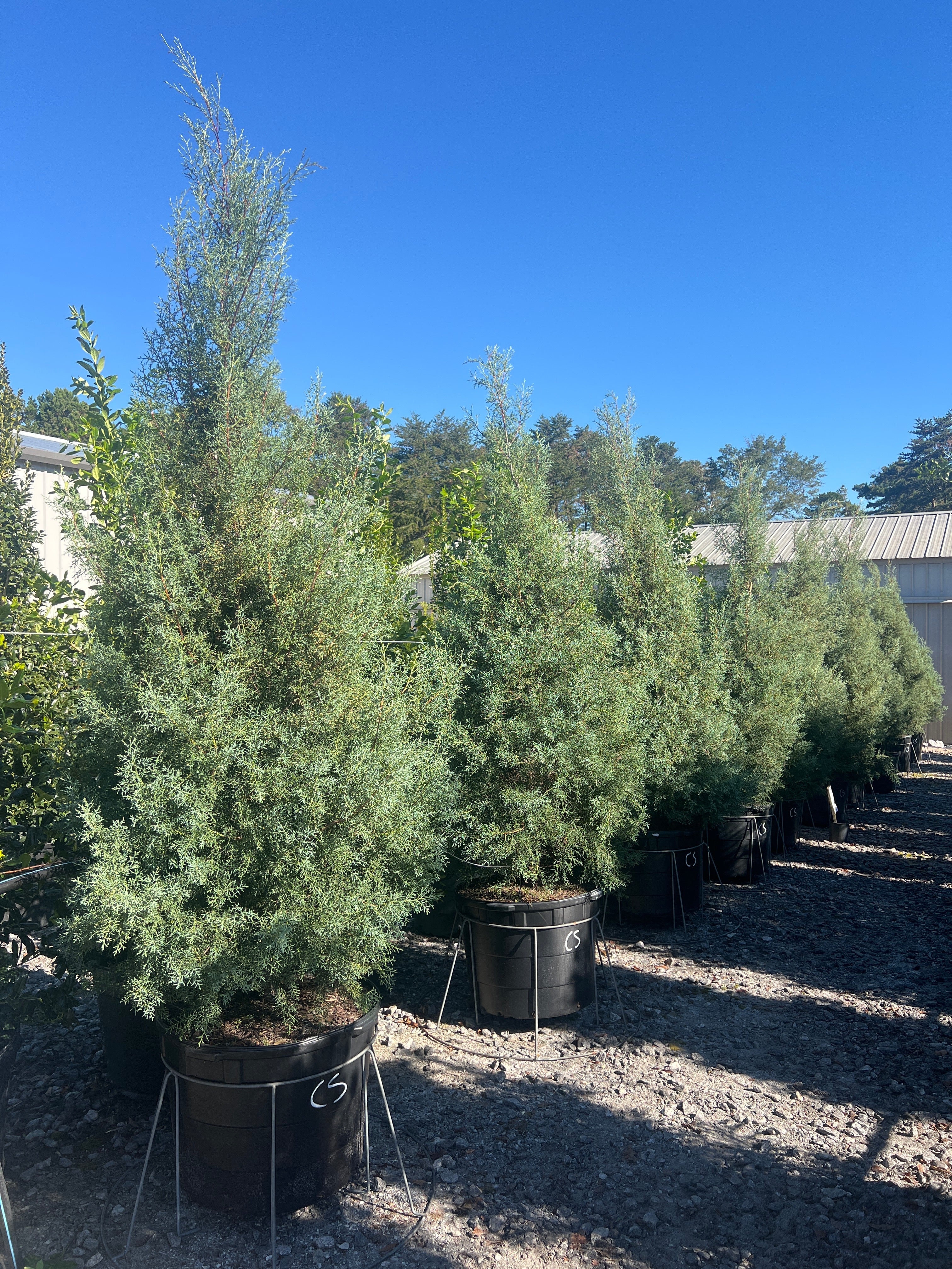 Carolina Sapphire Arizona Cypress