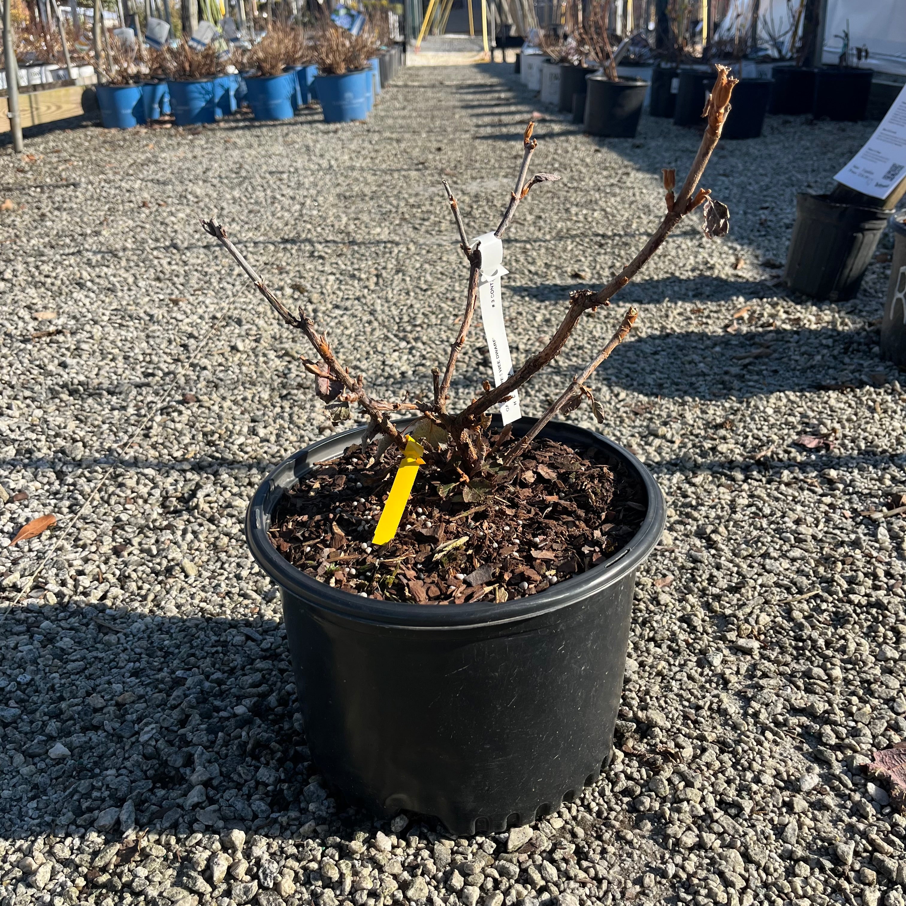 Pee Wee Oakleaf Hydrangea 3 Gal