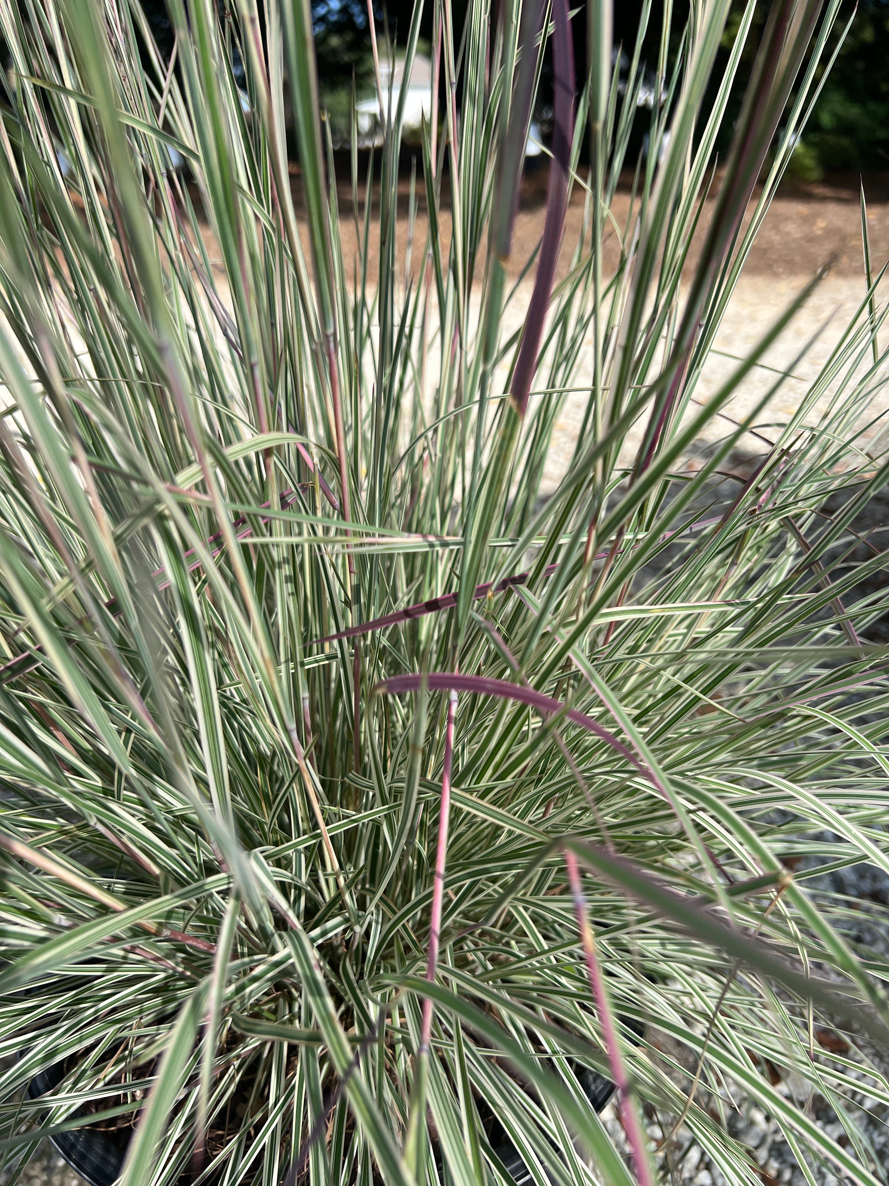 Chameleon Bluestem Grass 3 Gal