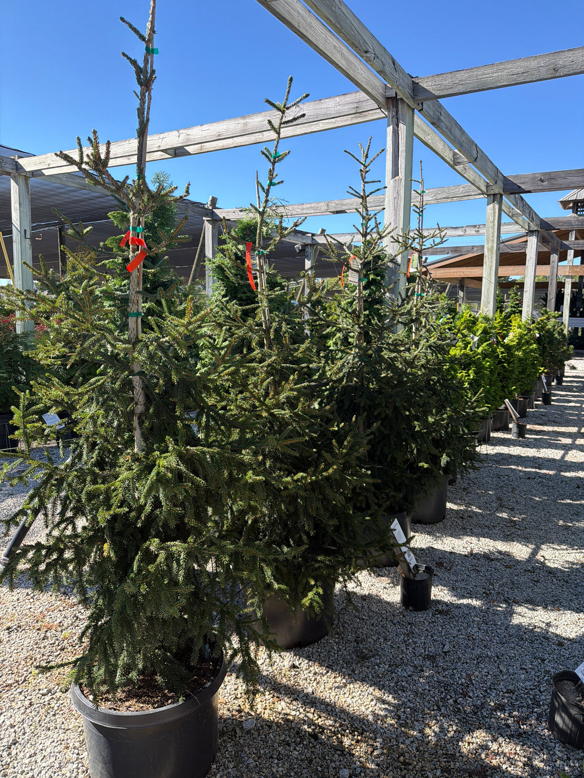 Nutans Oriental Spruce