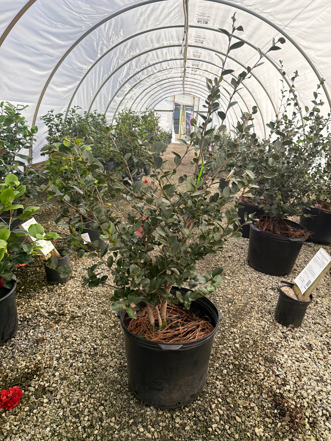 Cotton Candy Sasanqua