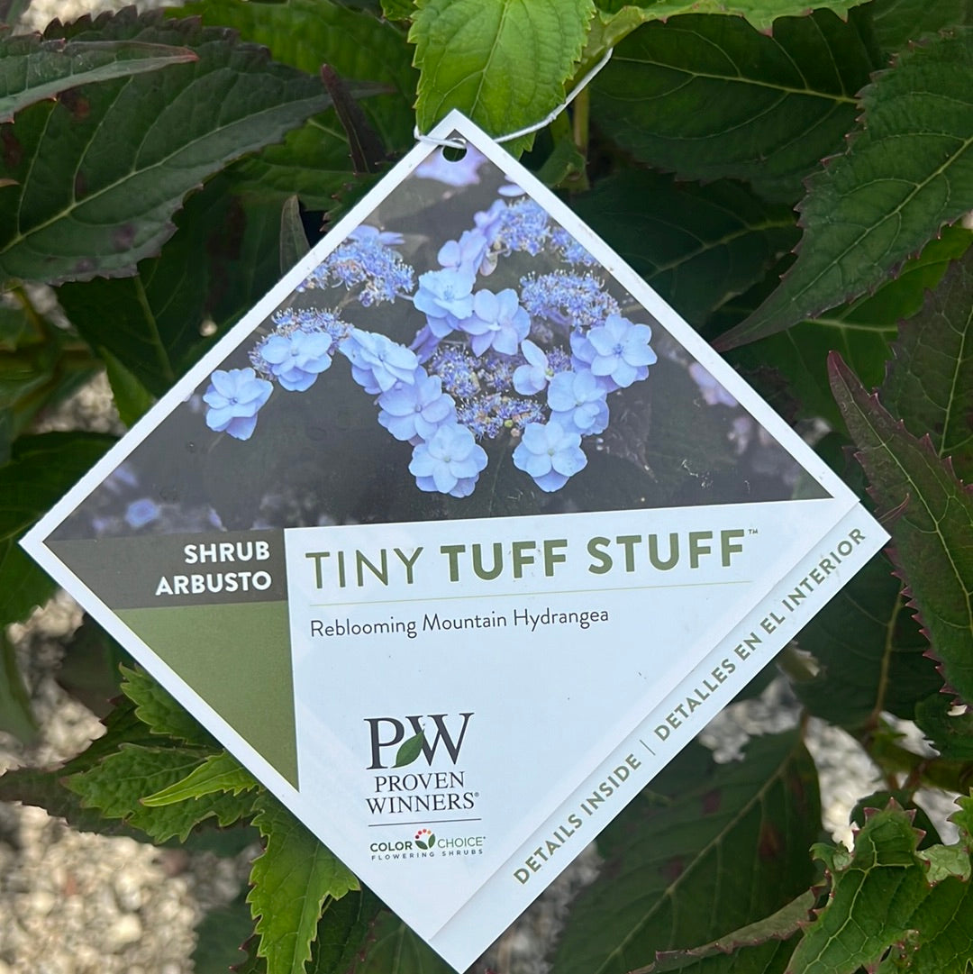 Tiny Tuff Stuff Hydrangea 3 Gal