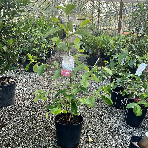Fairy White Magnolia 2 Gal