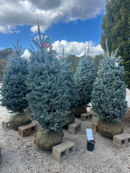 Bizon Blue Spruce