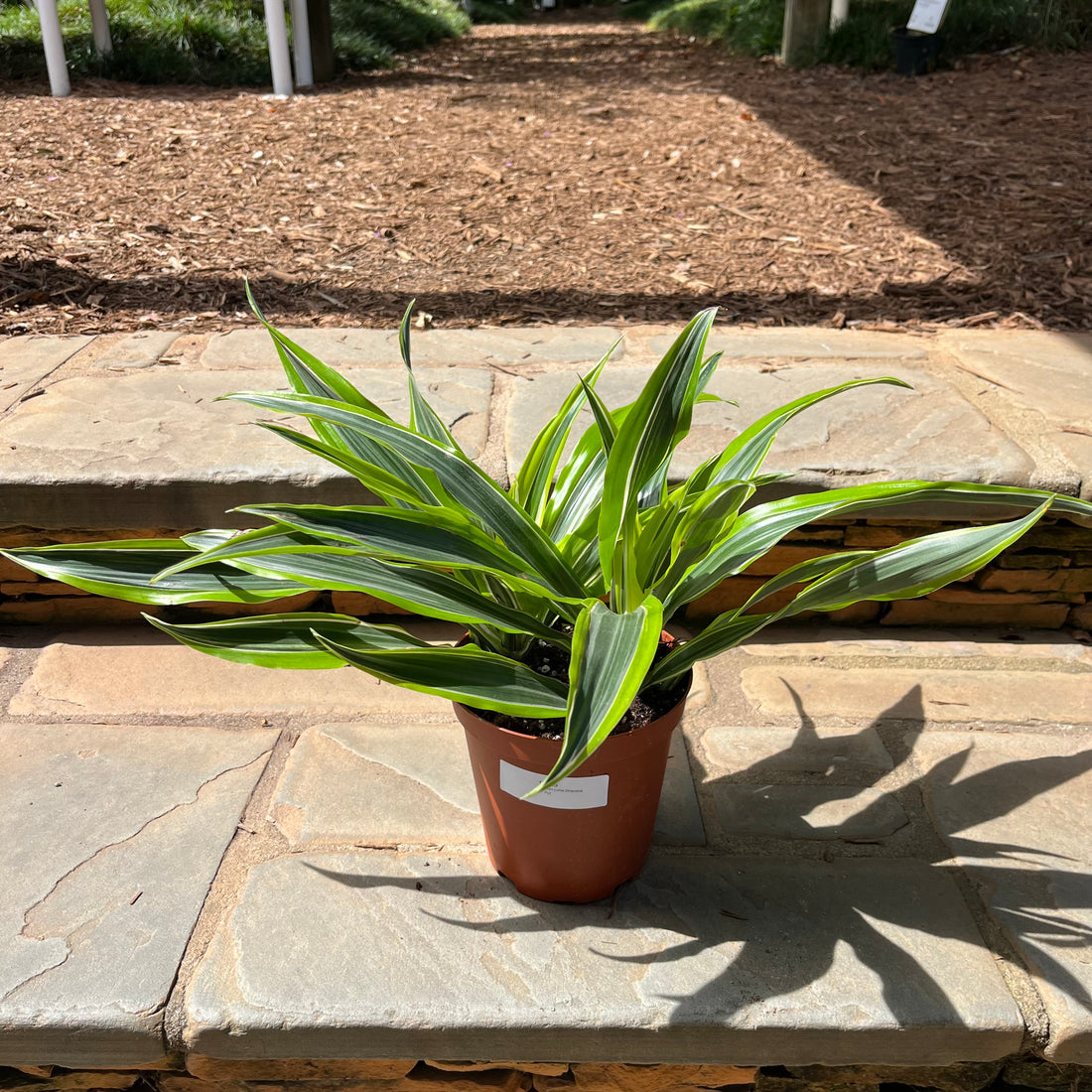 Lemon Lime Dracena