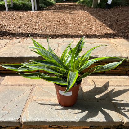 Lemon Lime Dracena