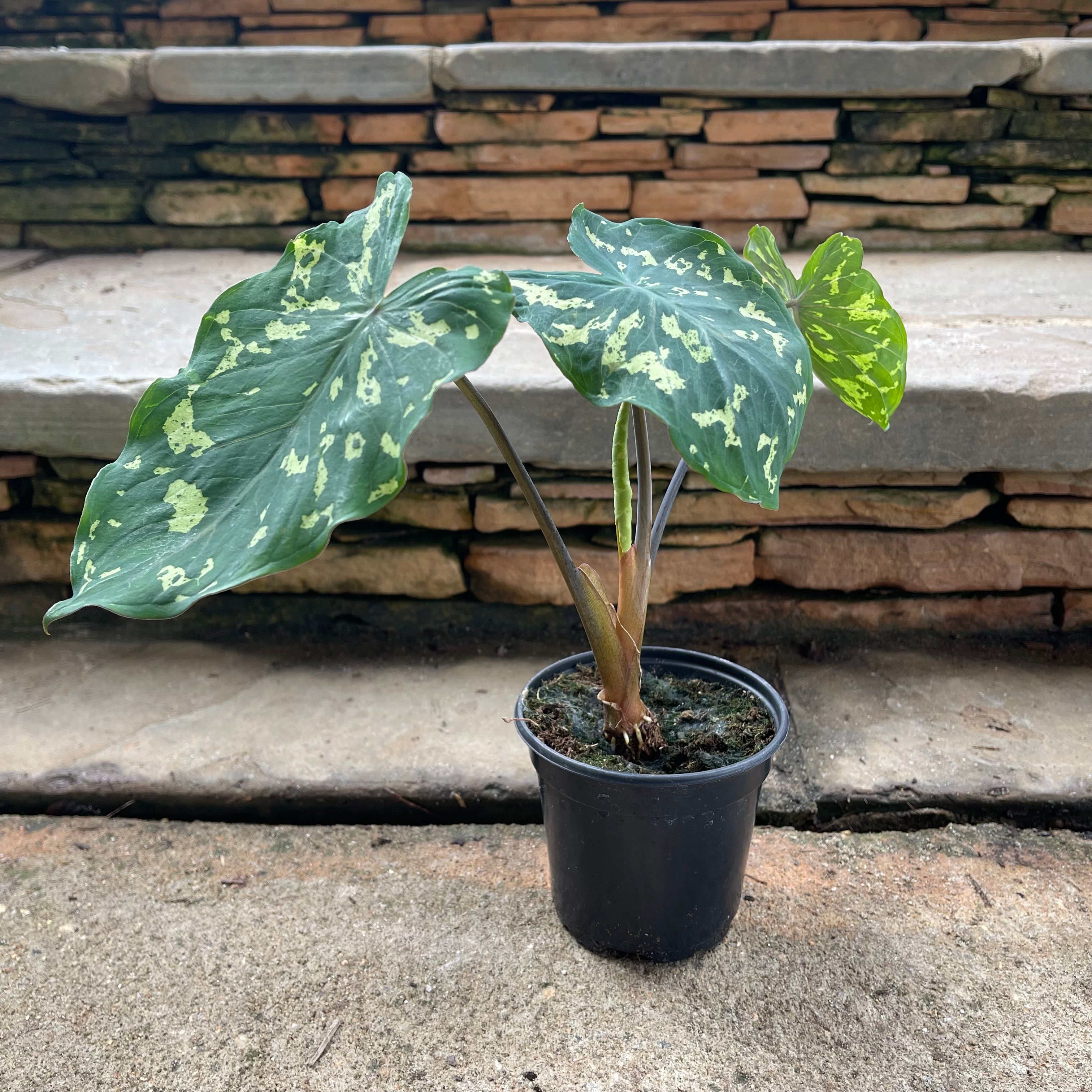 Hilo Alocasia