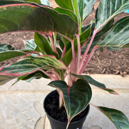 Milestone Aglaonema