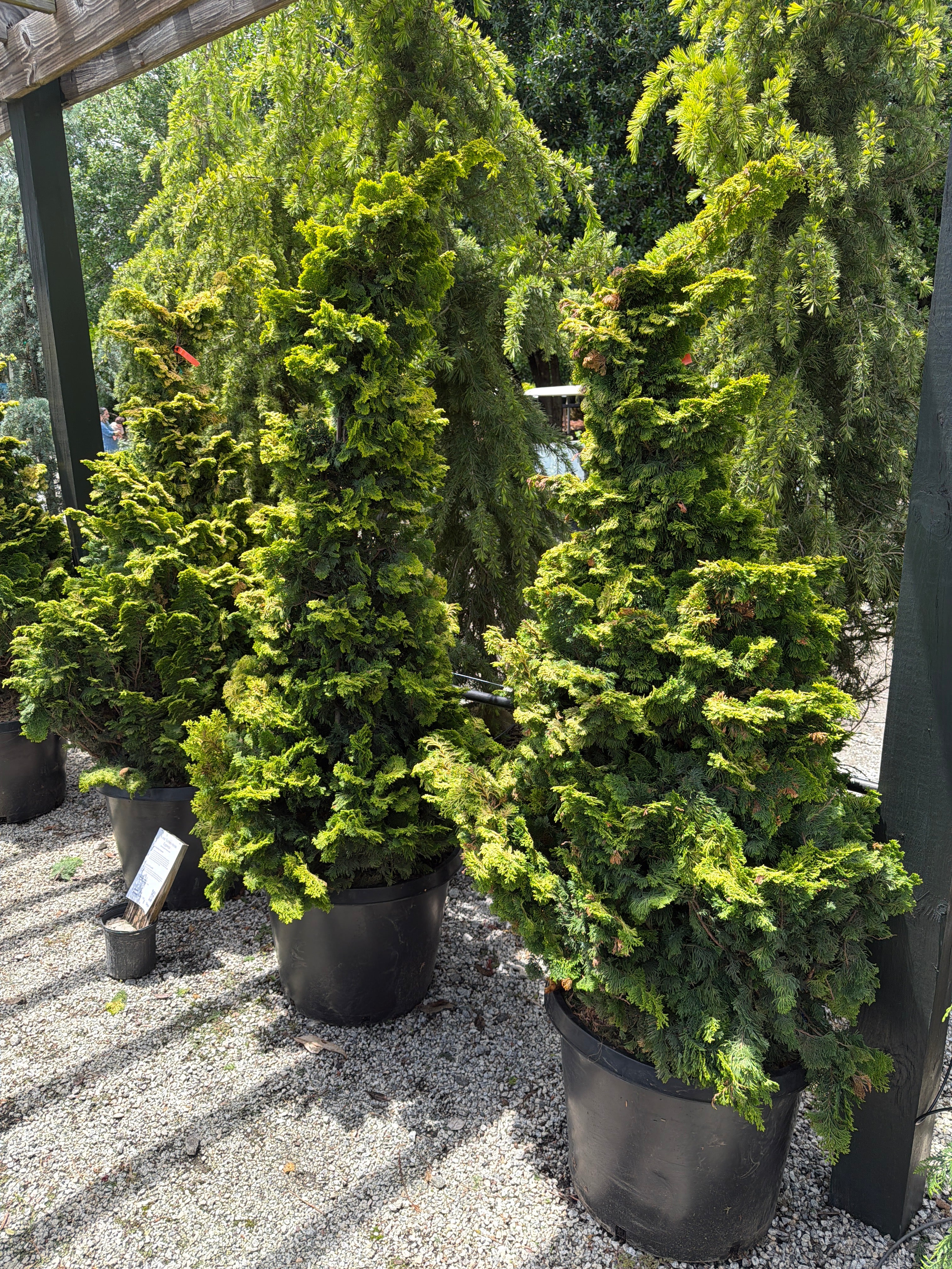 Aurea Hinoki Cypress