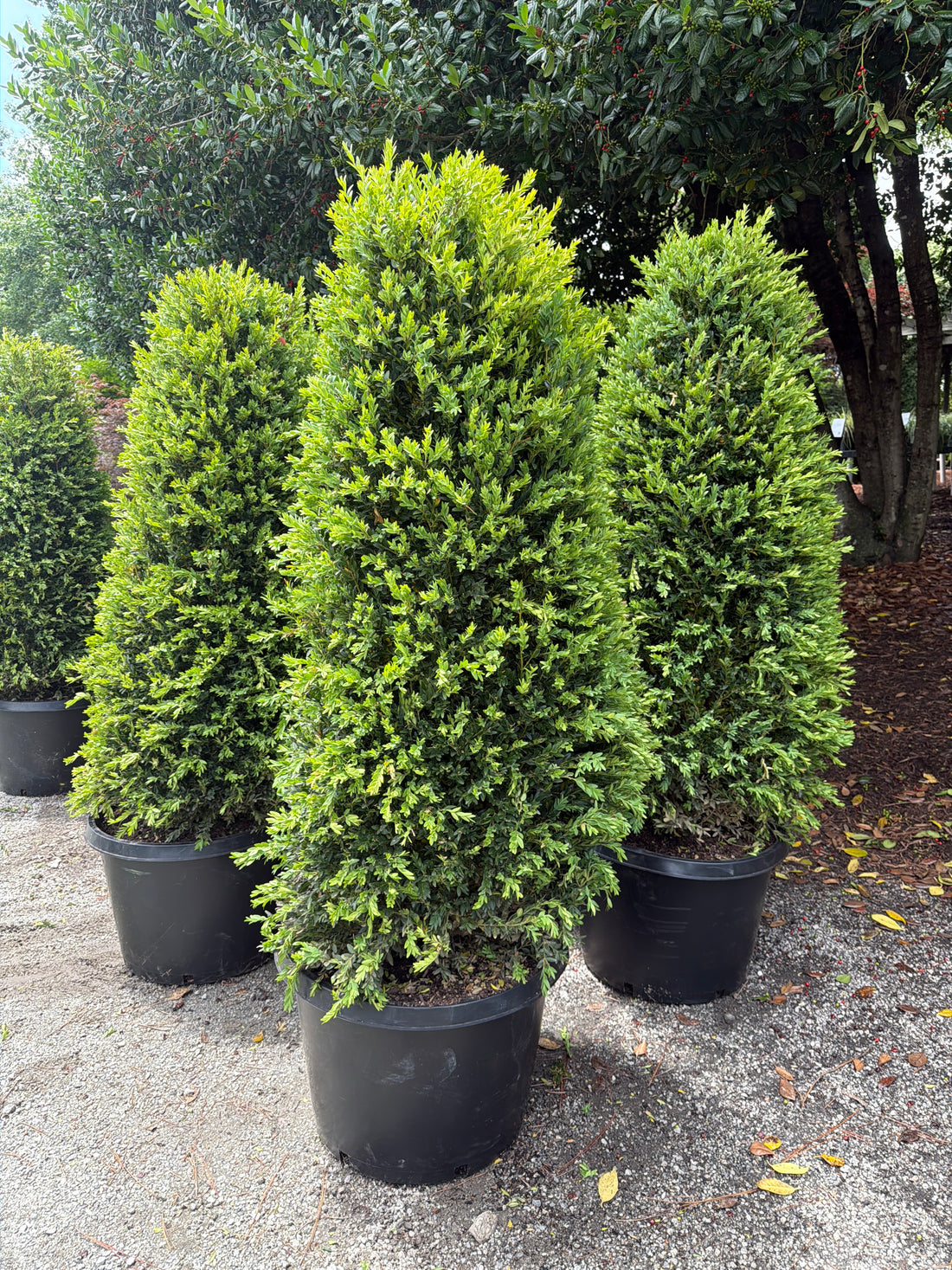 Schmidt Boxwood