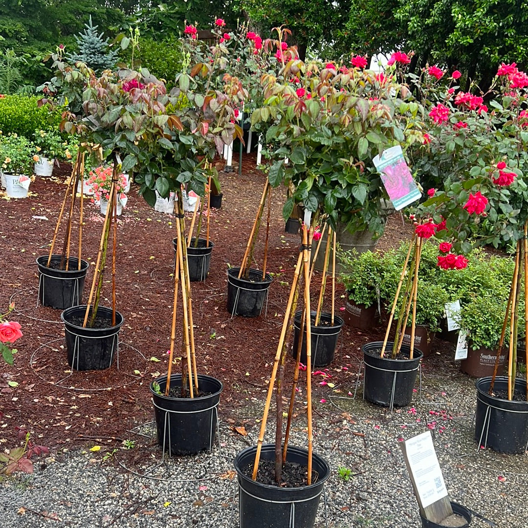 Intrigue Rose 5G/Patio