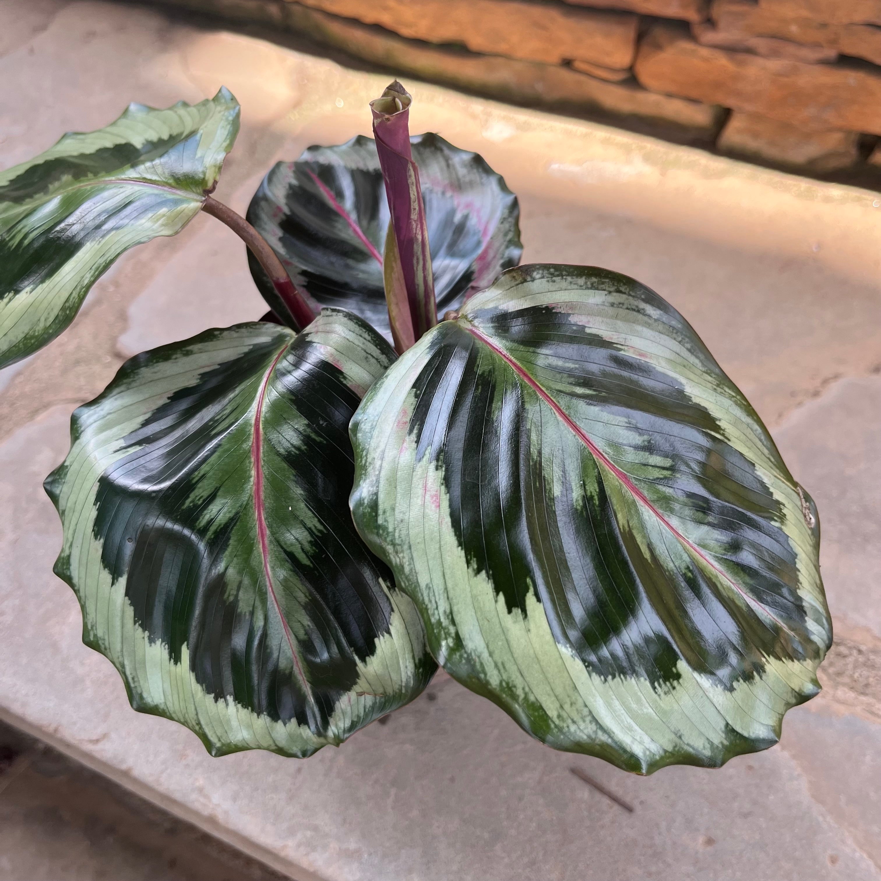 Calathea Marion