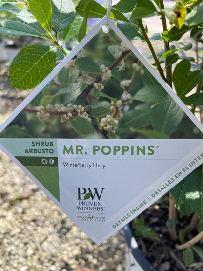 Mr. Poppins Winterberry Holly 3 Gal