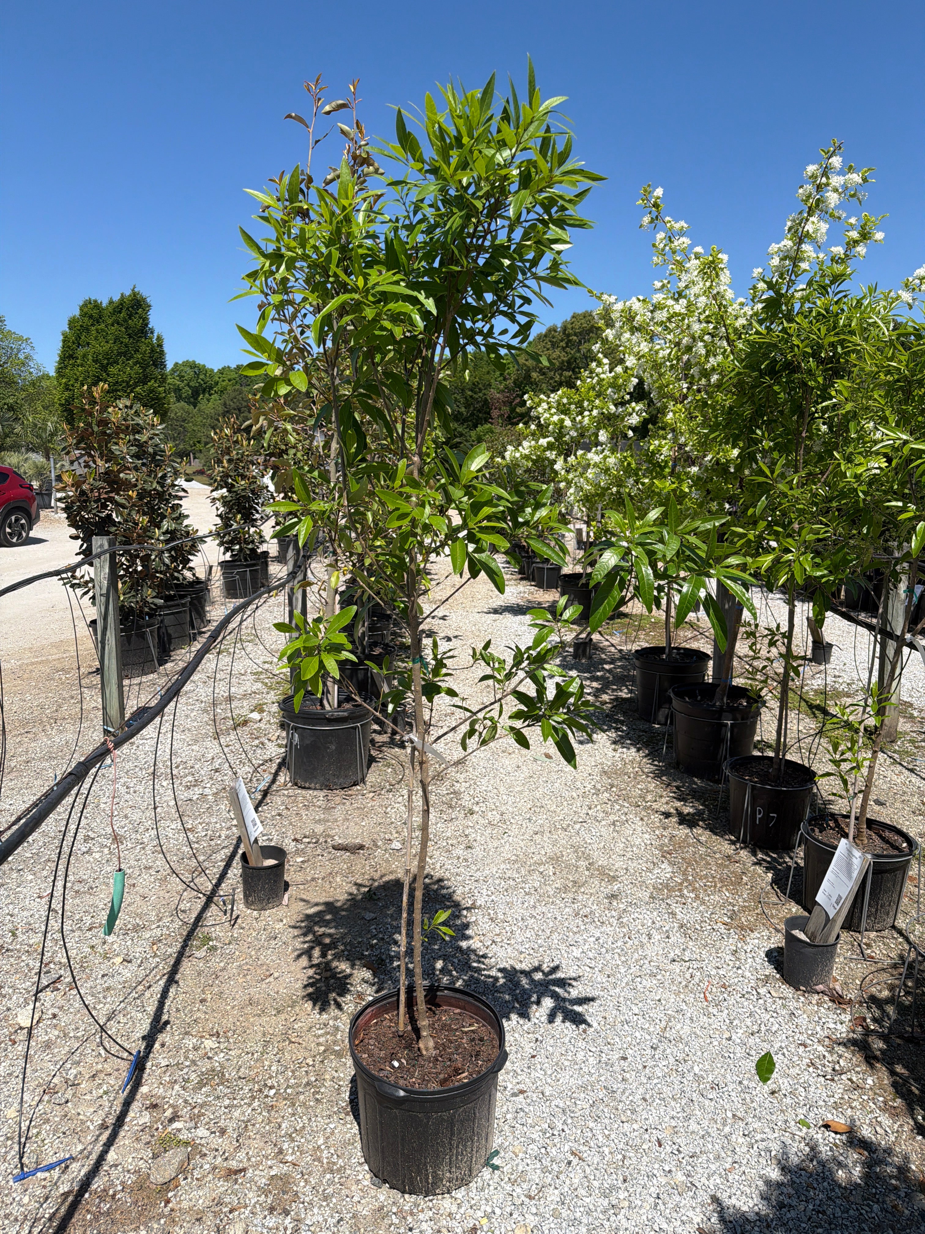 Pygmy Fringetree
