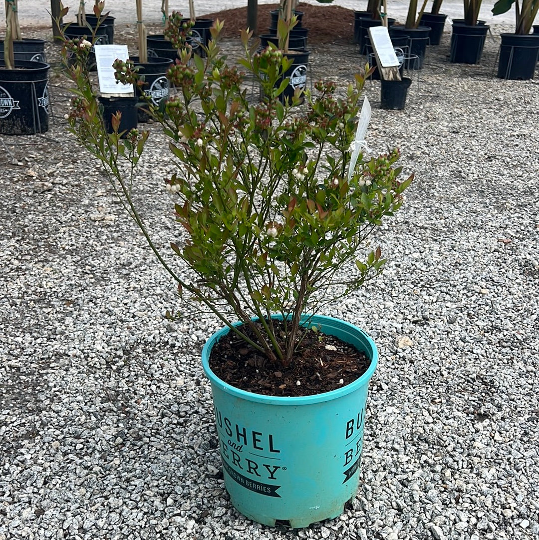 Blueberry Buckle Blueberry