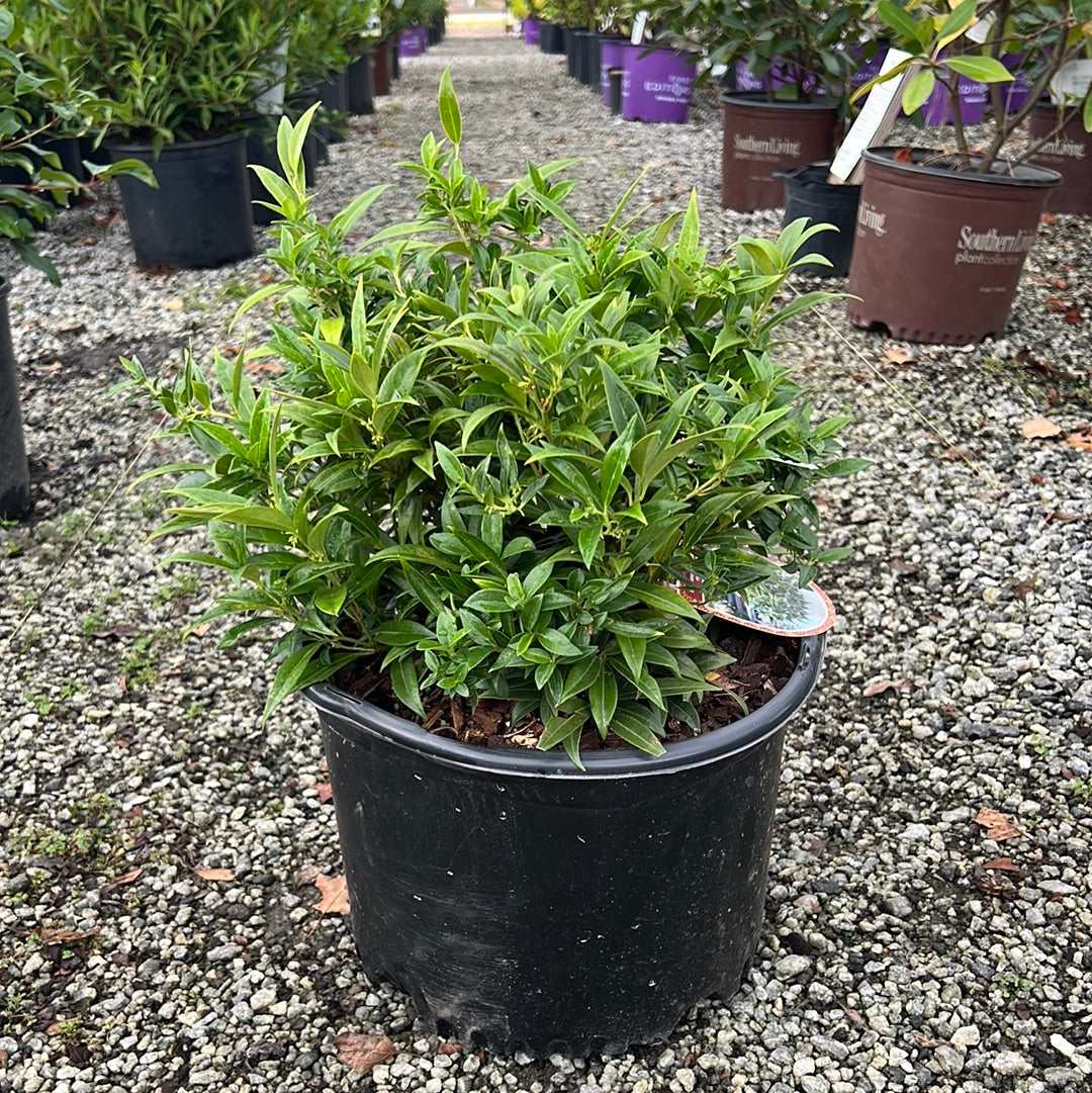 Fragrant Valley Sweetbox 3 Gal
