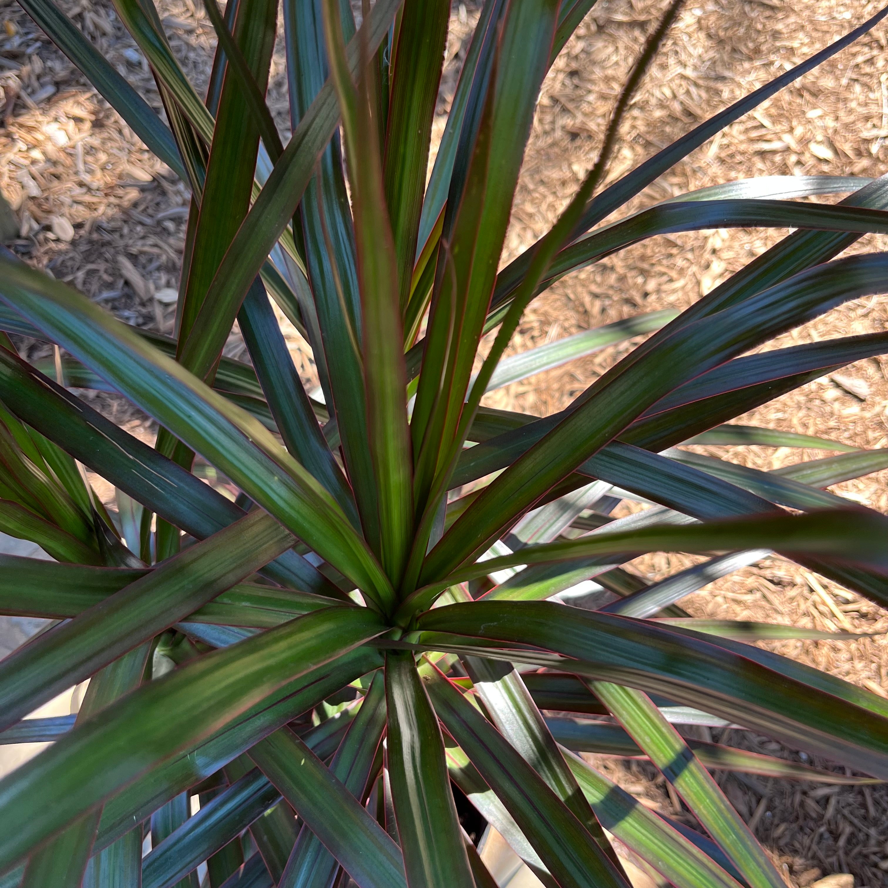 Red Edge Dracena