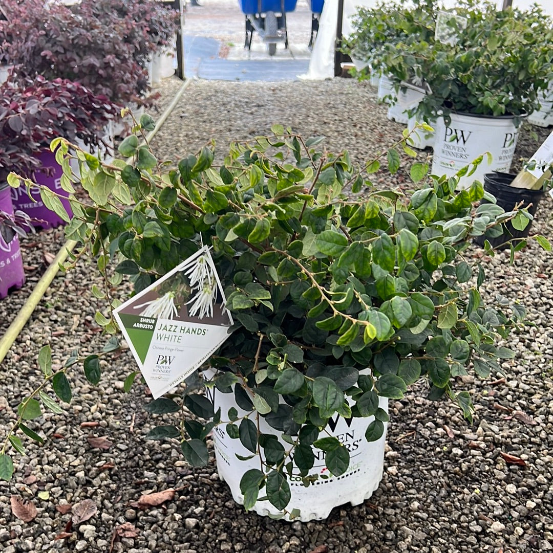 Jazz Hands White Loropetalum 3 Gal