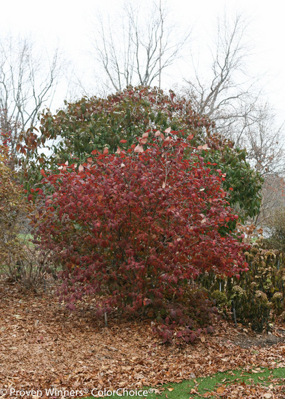 Spice Girl Viburnum