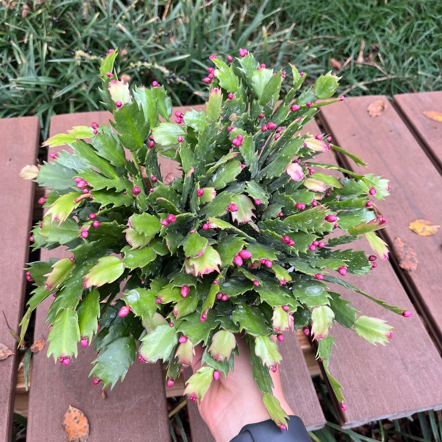 Christmas Cactus