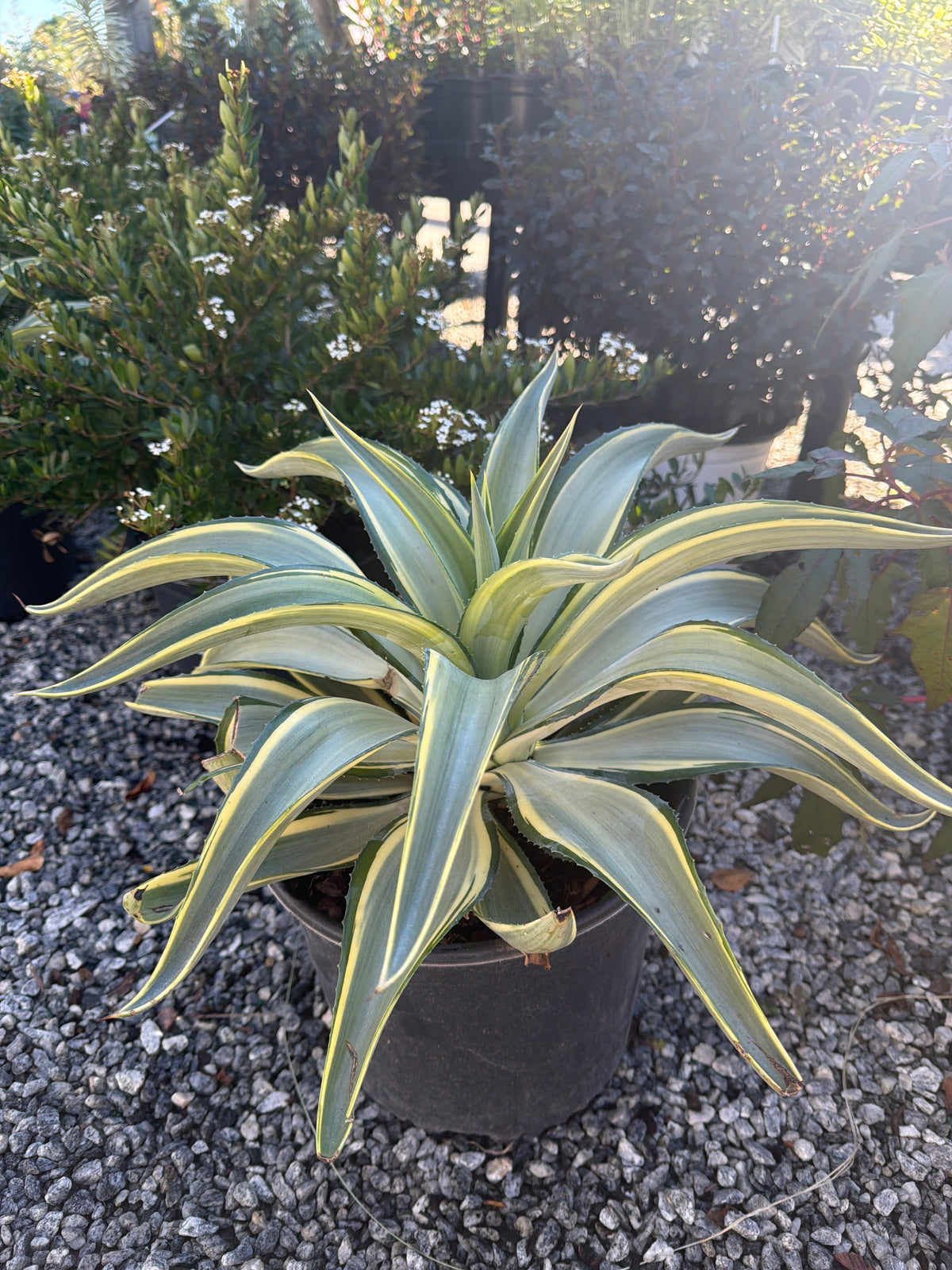 Joe Hoak Agave