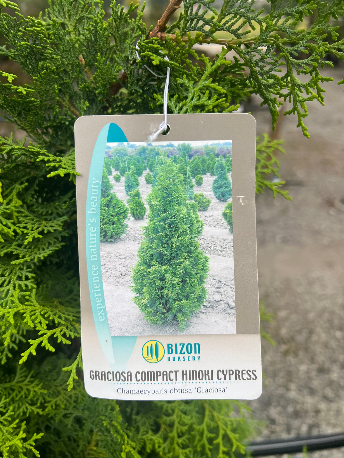 Graciosa Hinoki Cypress