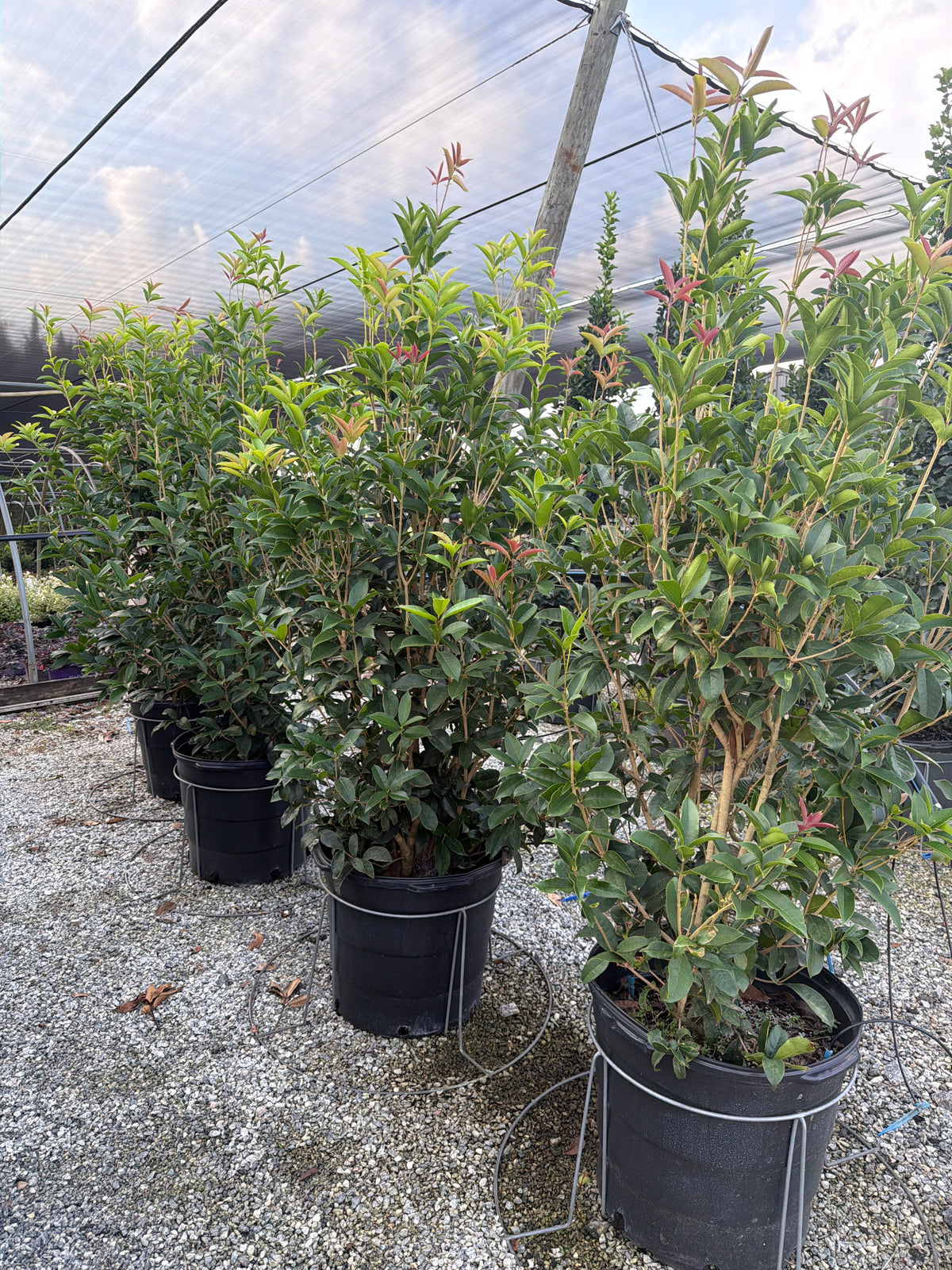 Fragrant Tea Olive