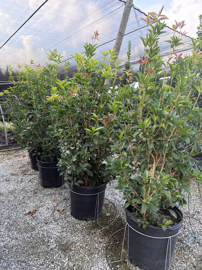 Fragrant Tea Olive