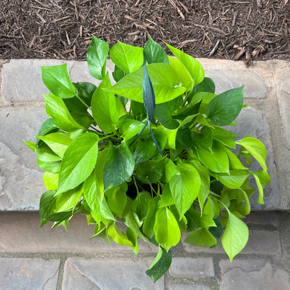 variegated neon pothos for sale Neon Pothos – Lichtenfelt's
