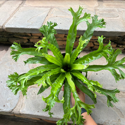crested birds nest fern Crissie Bird's Nest Fern – Lichtenfelt's