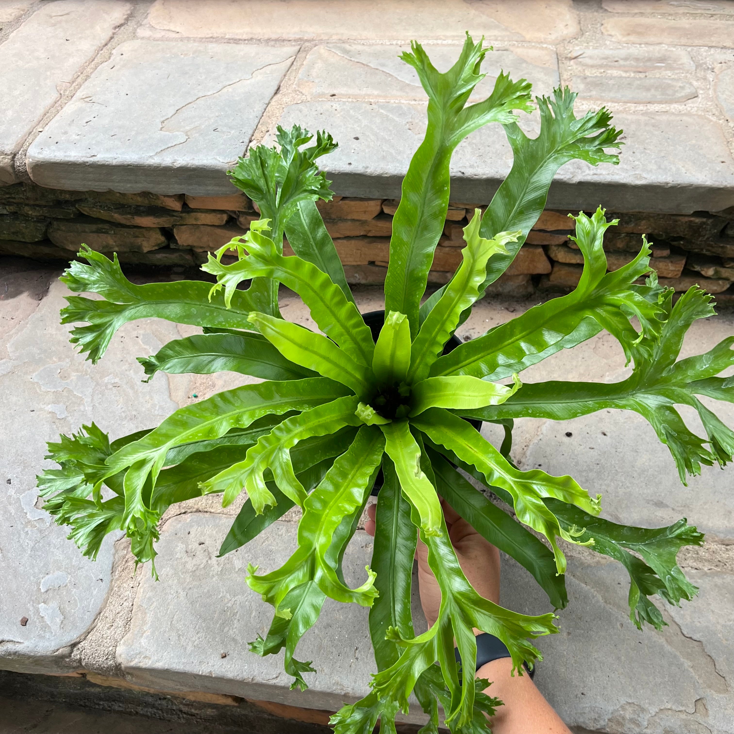 Crissie Bird’s Nest Fern