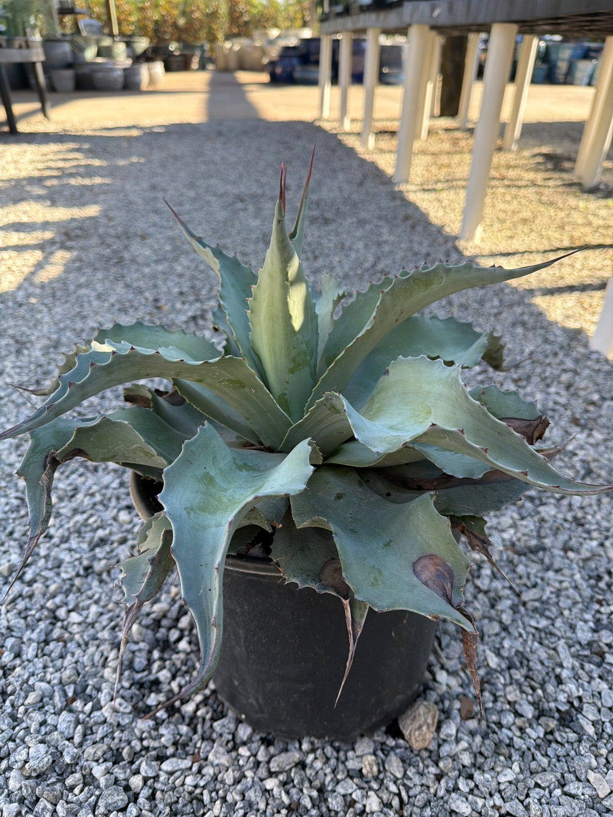 Vanzie Agave