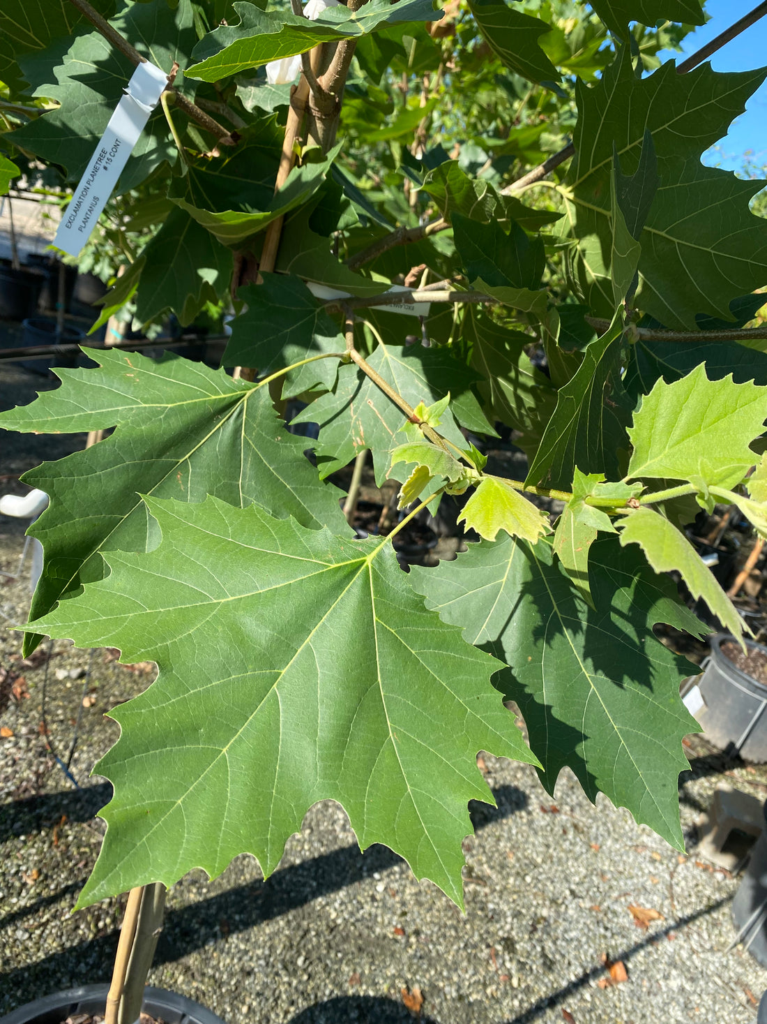 Exclamation Planetree