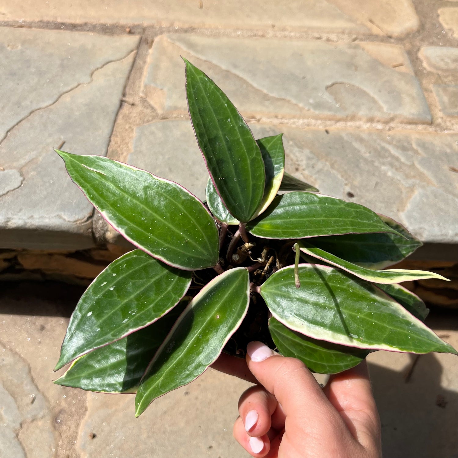 Hoya Macrophylla Variegata