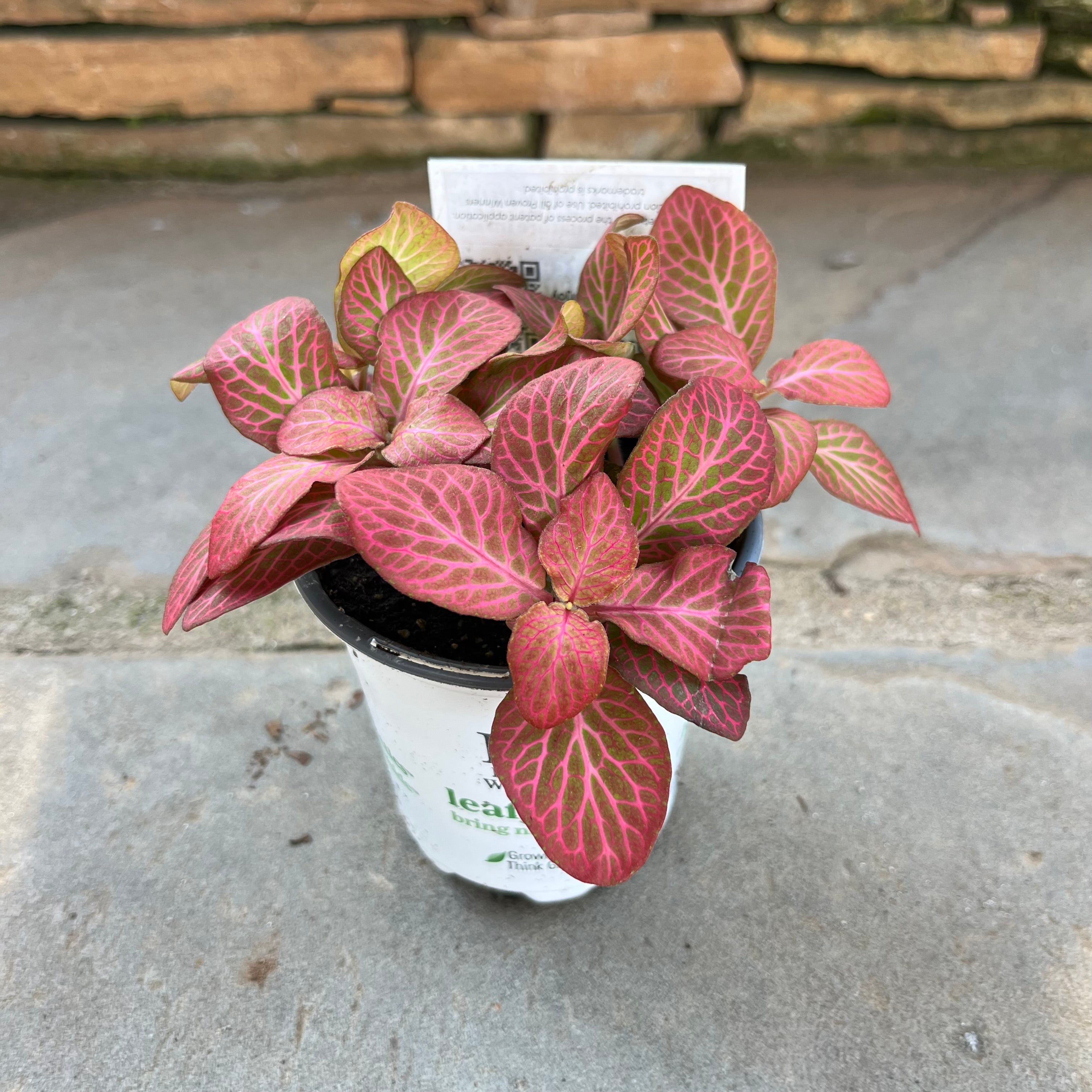 Dispatch Fittonia