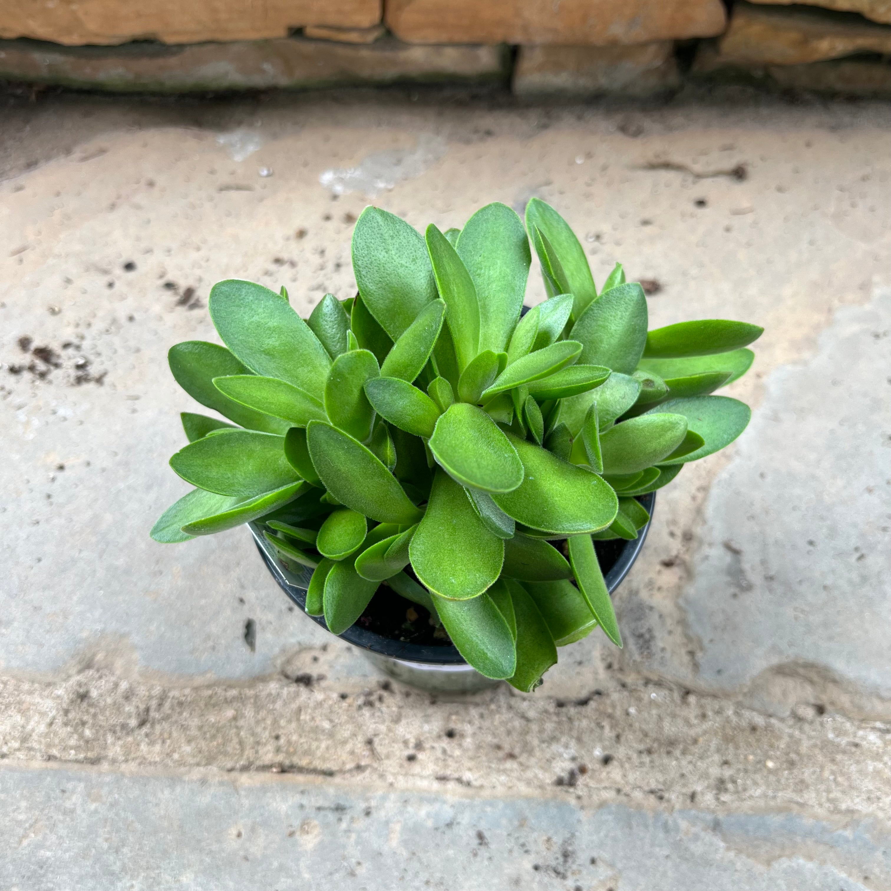 Money Maker Crassula