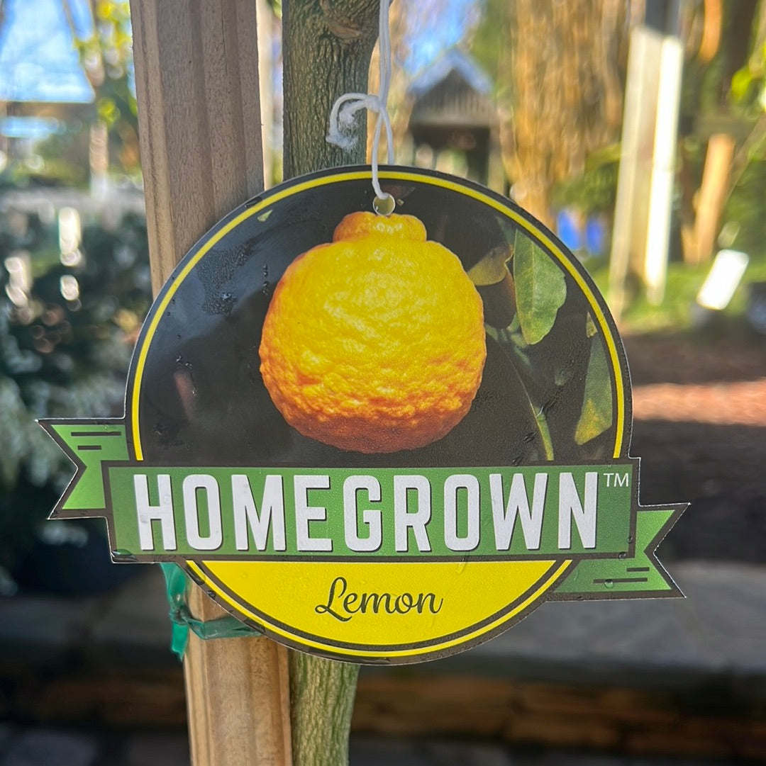 Ponderosa Lemon 5 Gal
